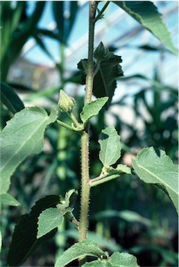 APII jpeg image of Hibiscus byrnesii  © contact APII