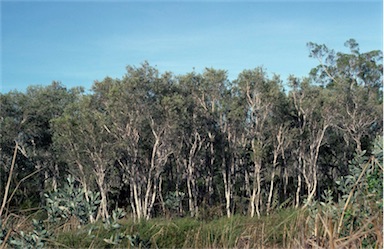 APII jpeg image of Melaleuca sericea  © contact APII