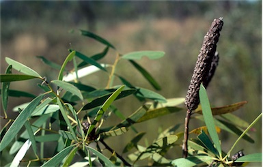 APII jpeg image of Melaleuca cornucopiae  © contact APII