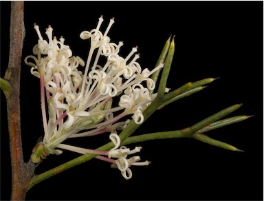 APII jpeg image of Hakea lissocarpha  © contact APII