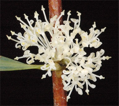 APII jpeg image of Hakea undulata  © contact APII