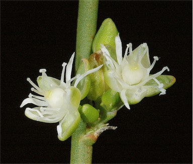 APII jpeg image of Macarthuria australis  © contact APII