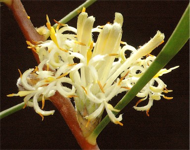 APII jpeg image of Petrophile heterophylla  © contact APII