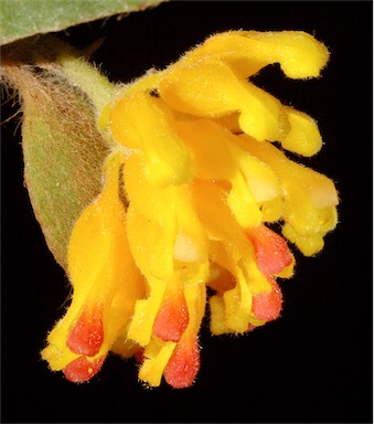 APII jpeg image of Grevillea pimeleoides  © contact APII