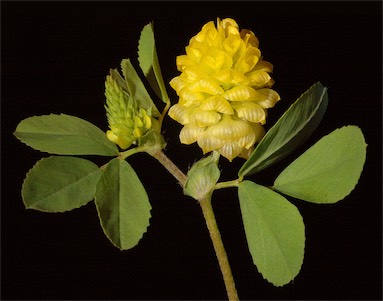APII jpeg image of Trifolium campestre  © contact APII