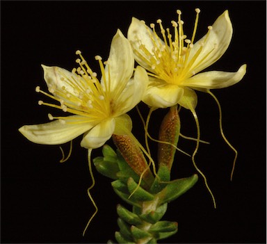 APII jpeg image of Calytrix angulata  © contact APII