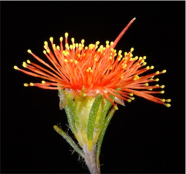 APII jpeg image of Eremaea pauciflora  © contact APII