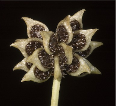 APII jpeg image of Ranunculus trilobus  © contact APII