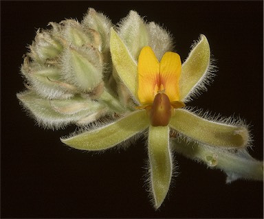 APII jpeg image of Jacksonia floribunda  © contact APII
