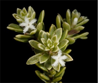 APII jpeg image of Leucopogon flavescens var. brevifolius  © contact APII