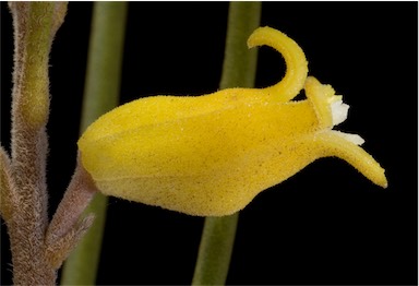 APII jpeg image of Persoonia teretifolia  © contact APII
