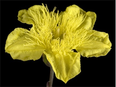 APII jpeg image of Liparophyllum latifolium  © contact APII