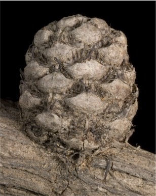 APII jpeg image of Allocasuarina ramosissima  © contact APII