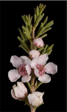 APII jpeg image of Babingtonia sp. Moora (R.Bone 1993/1)  © contact APII