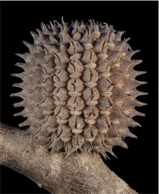 APII jpeg image of Allocasuarina acutivalvis subsp. acutivalvis  © contact APII