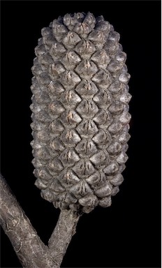 APII jpeg image of Allocasuarina eriochlamys subsp. grossa  © contact APII