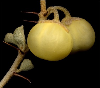 APII jpeg image of Solanum nummularium  © contact APII