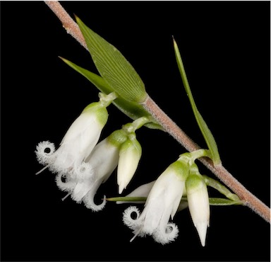 APII jpeg image of Leucopogon conostephioides  © contact APII