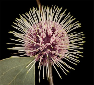 APII jpeg image of Hakea petiolaris subsp. petiolaris  © contact APII