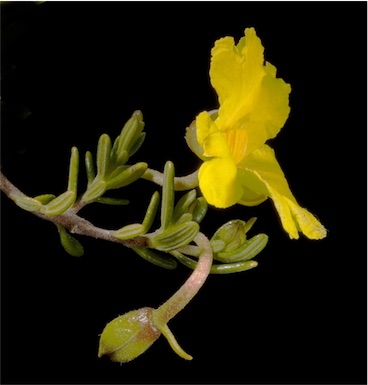 APII jpeg image of Hibbertia hypericoides  © contact APII