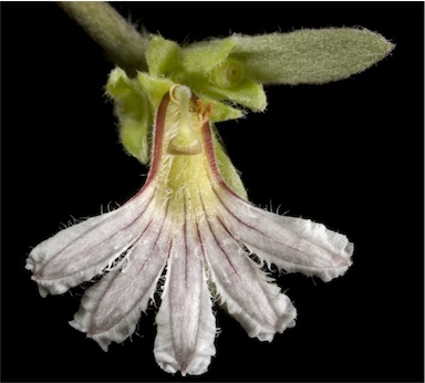 APII jpeg image of Scaevola canescens  © contact APII