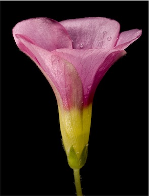 APII jpeg image of Oxalis purpurea  © contact APII