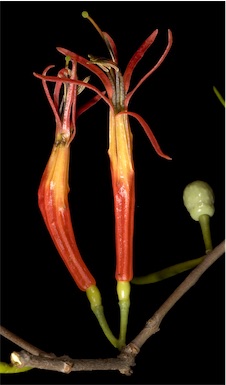 APII jpeg image of Lysiana exocarpi subsp. exocarpi  © contact APII
