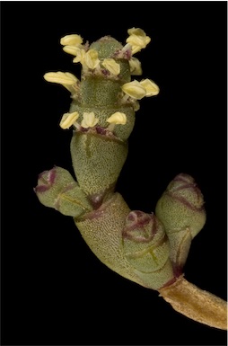 APII jpeg image of Tecticornia indica subsp. bidens  © contact APII