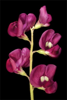 APII jpeg image of Swainsona purpurea  © contact APII