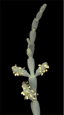 APII jpeg image of Tecticornia chartacea  © contact APII