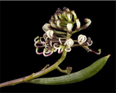 APII jpeg image of Grevillea papillosa  © contact APII