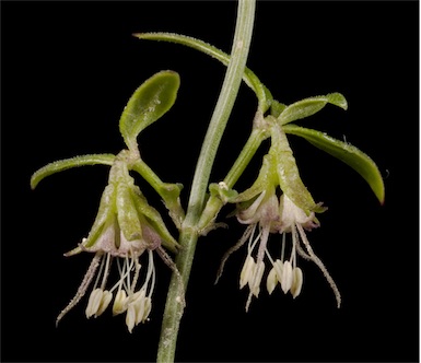 APII jpeg image of Opercularia apiciflora  © contact APII