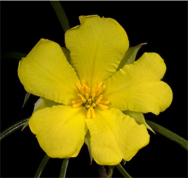 APII jpeg image of Hibbertia huegelii  © contact APII