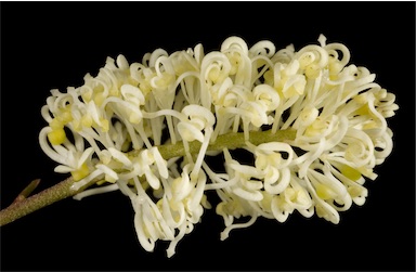APII jpeg image of Grevillea synapheae subsp. synapheae  © contact APII