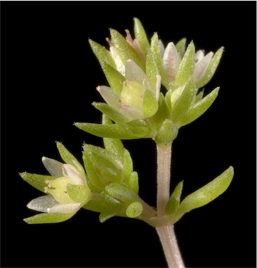 APII jpeg image of Crassula colorata var. acuminata  © contact APII