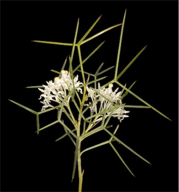 APII jpeg image of Grevillea paniculata  © contact APII