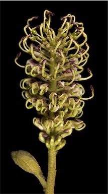 APII jpeg image of Grevillea eryngioides  © contact APII