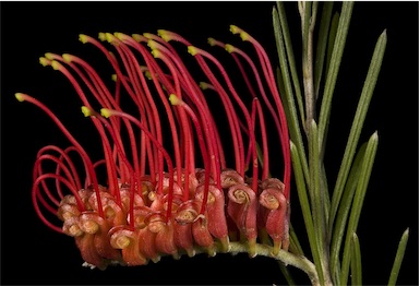 APII jpeg image of Grevillea beardiana  © contact APII