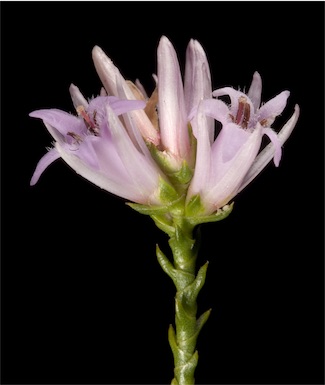 APII jpeg image of Andersonia parvifolia  © contact APII