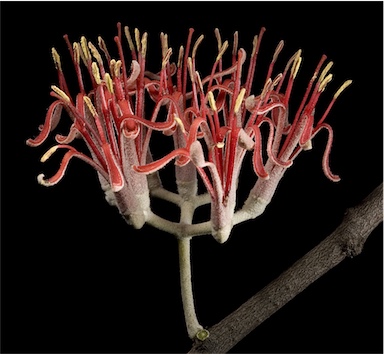 APII jpeg image of Amyema linophylla  © contact APII