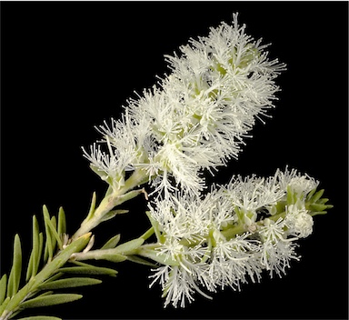 APII jpeg image of Melaleuca preissiana  © contact APII