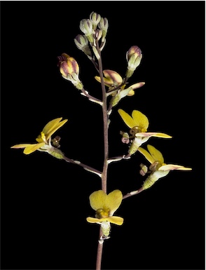 APII jpeg image of Stylidium angustifolium subsp. glaucifolium  © contact APII