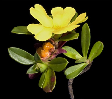 APII jpeg image of Hibbertia cuneiformis  © contact APII