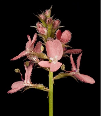 APII jpeg image of Stylidium squamosotuberosum  © contact APII