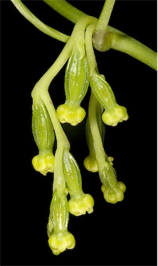 APII jpeg image of Dioscorea hastifolia  © contact APII
