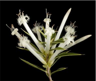APII jpeg image of Styphelia tenuiflora  © contact APII
