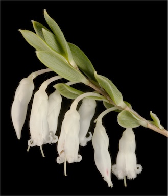 APII jpeg image of Leucopogon sp. Margaret River (J.Scott 207) WA Herbarium  © contact APII