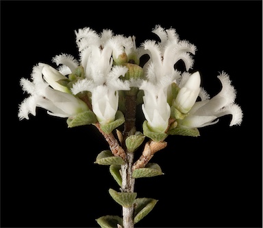 APII jpeg image of Leucopogon hamulosus  © contact APII