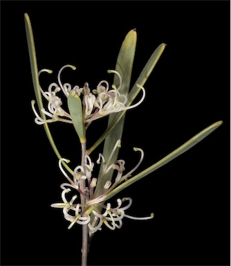 APII jpeg image of Hakea stenophylla  © contact APII