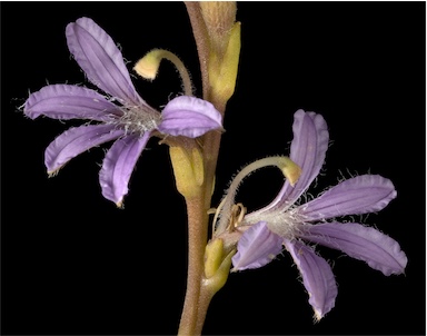 APII jpeg image of Scaevola cunninghamii  © contact APII